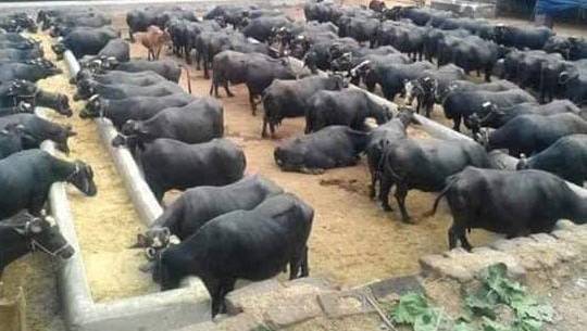 cow