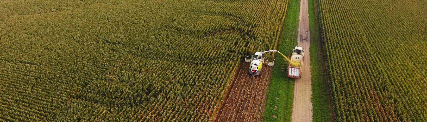 Corn Silage